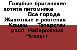 Голубые британские котята питомника Silvery Snow. - Все города Животные и растения » Кошки   . Татарстан респ.,Набережные Челны г.